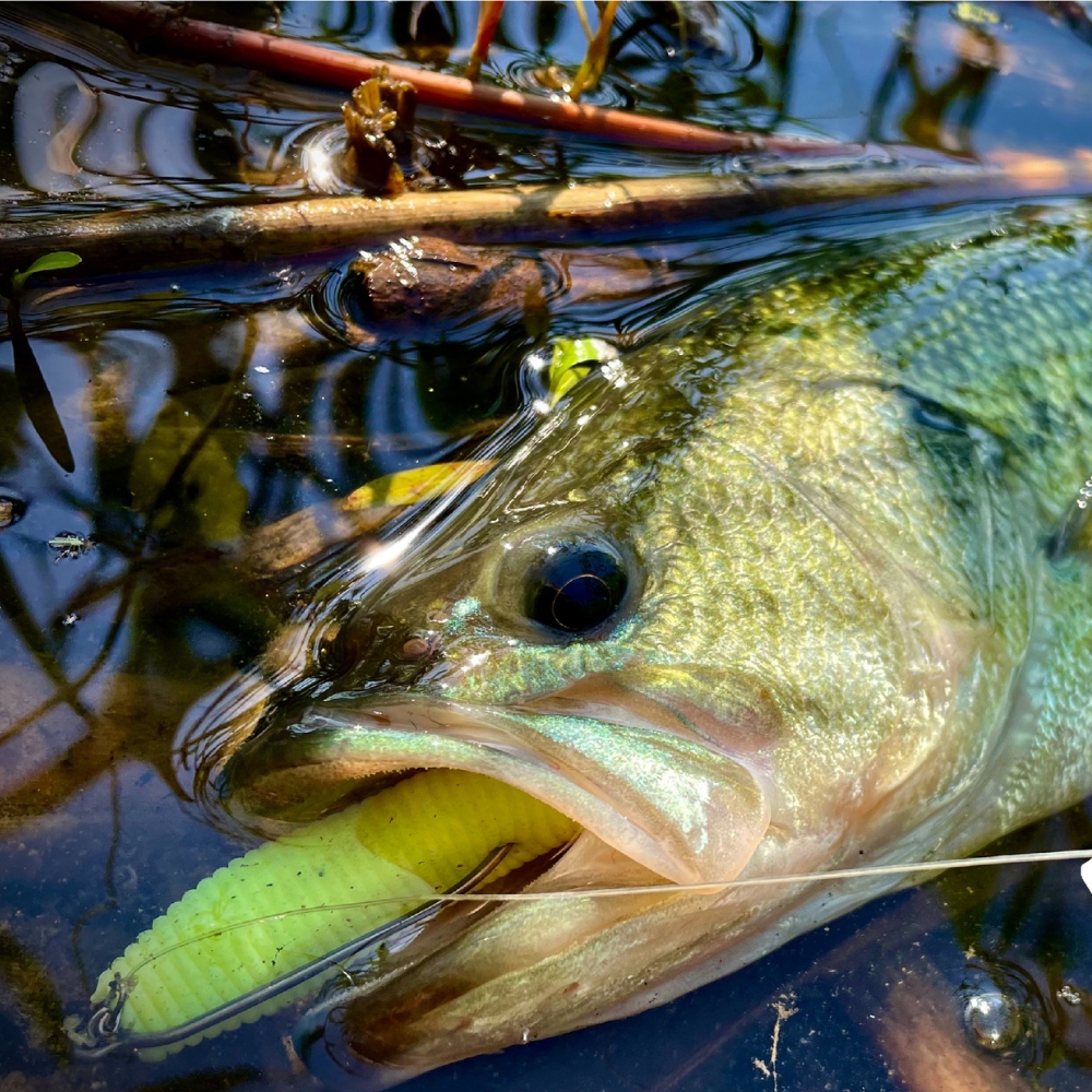 Cast&Catch SCREW-LOCK Weedless - Fishing Hook Weedless reseña y precio